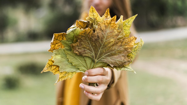 Feuilles d'arbre