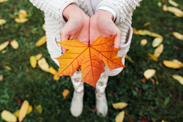 Feuille d'arbre